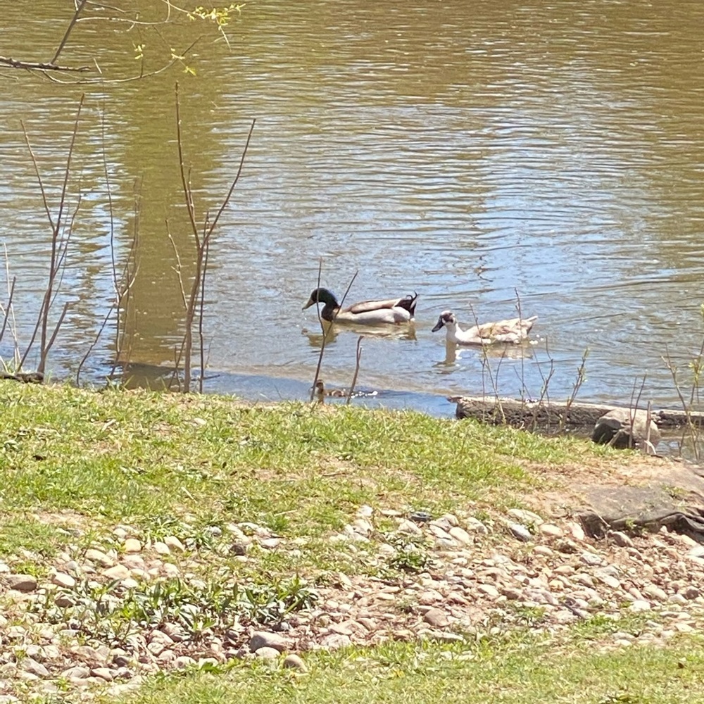 Meet your Posher, Kaylee